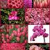 Eskvi dekorci pink virgokkal