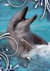 Fzet PD A 5 16 32 vonalas Delfin I